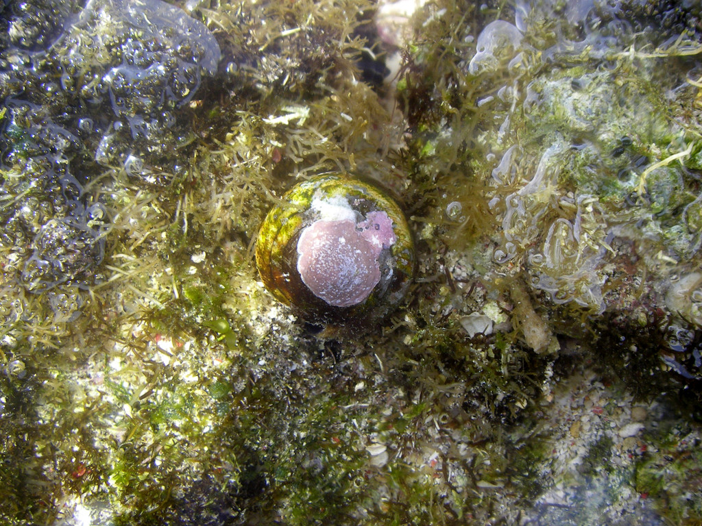 柳絲芋螺