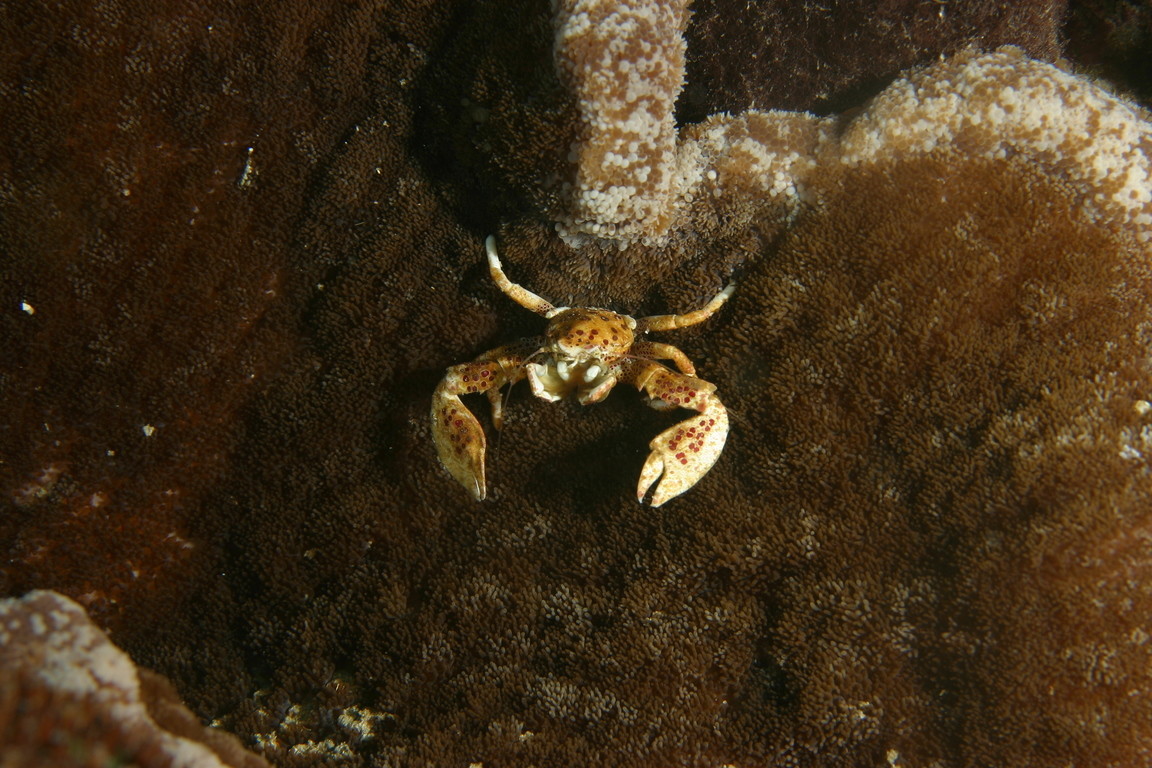 紅斑新岩瓷蟹 Neopetrolisthes ohshimai