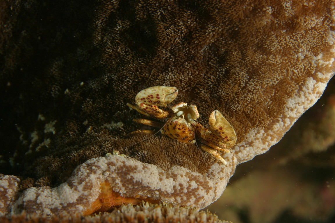 紅斑新岩瓷蟹　Neopetrolisthes ohshimai