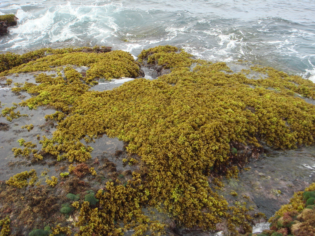 馬尾藻岸