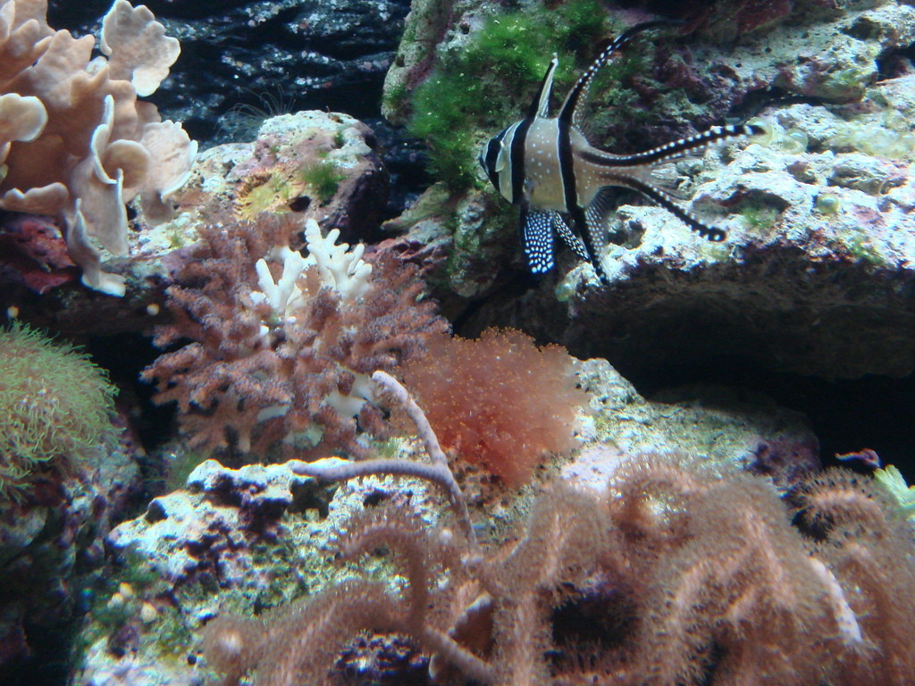 珊瑚生態