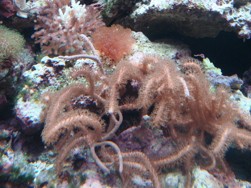 珊瑚生態