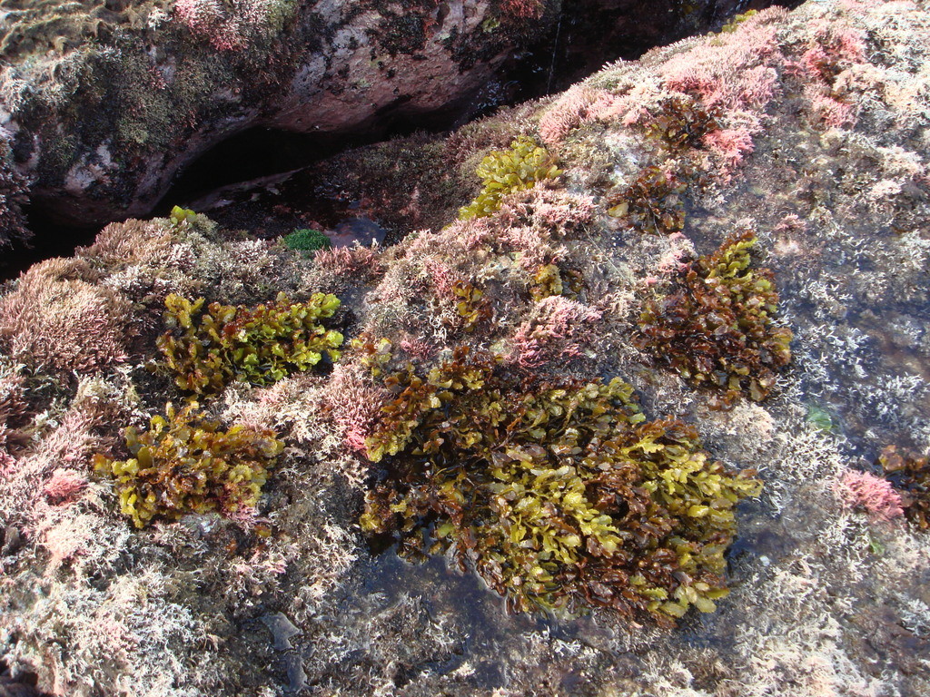 馬尾藻生態