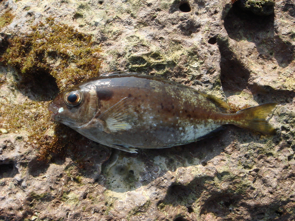 褐籃子魚
