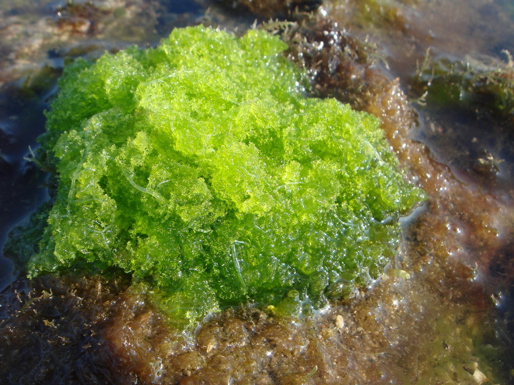 布氏藻