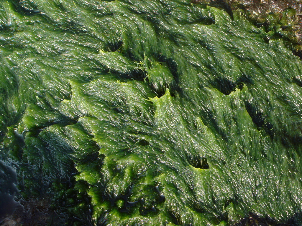 綠毛藻
