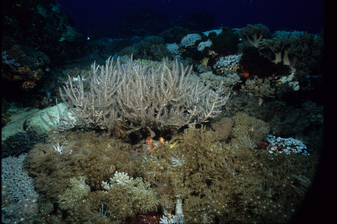 珊瑚礁生態