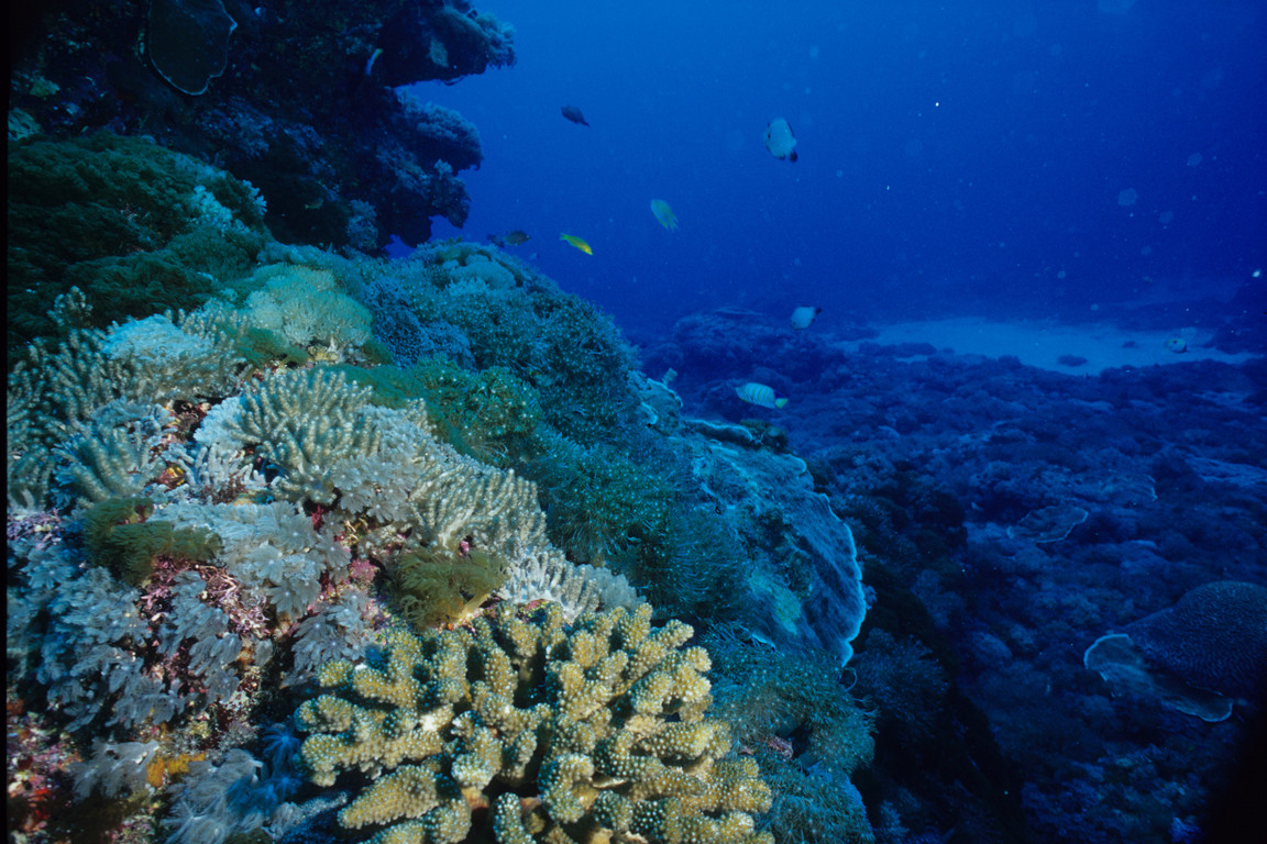 珊瑚礁生態