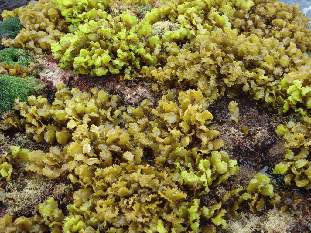 馬尾藻
