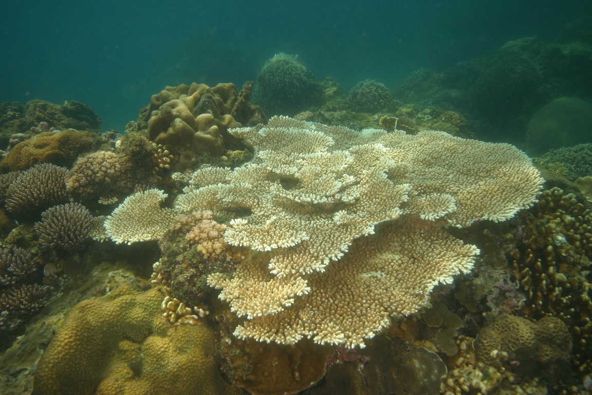 Acropora sp. 軸孔珊瑚