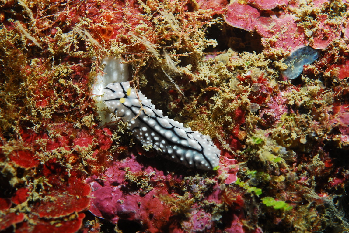 華美葉海蛞蝓