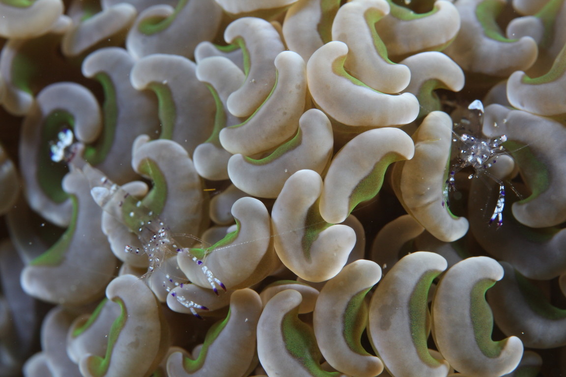 腎形真葉珊瑚