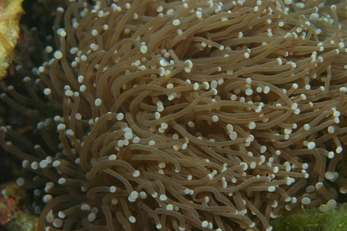 束形真葉珊瑚