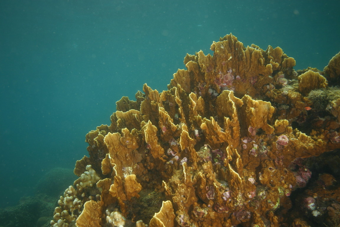 板葉千孔珊瑚