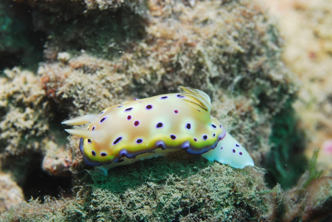 庫尼多彩海蛞蝓