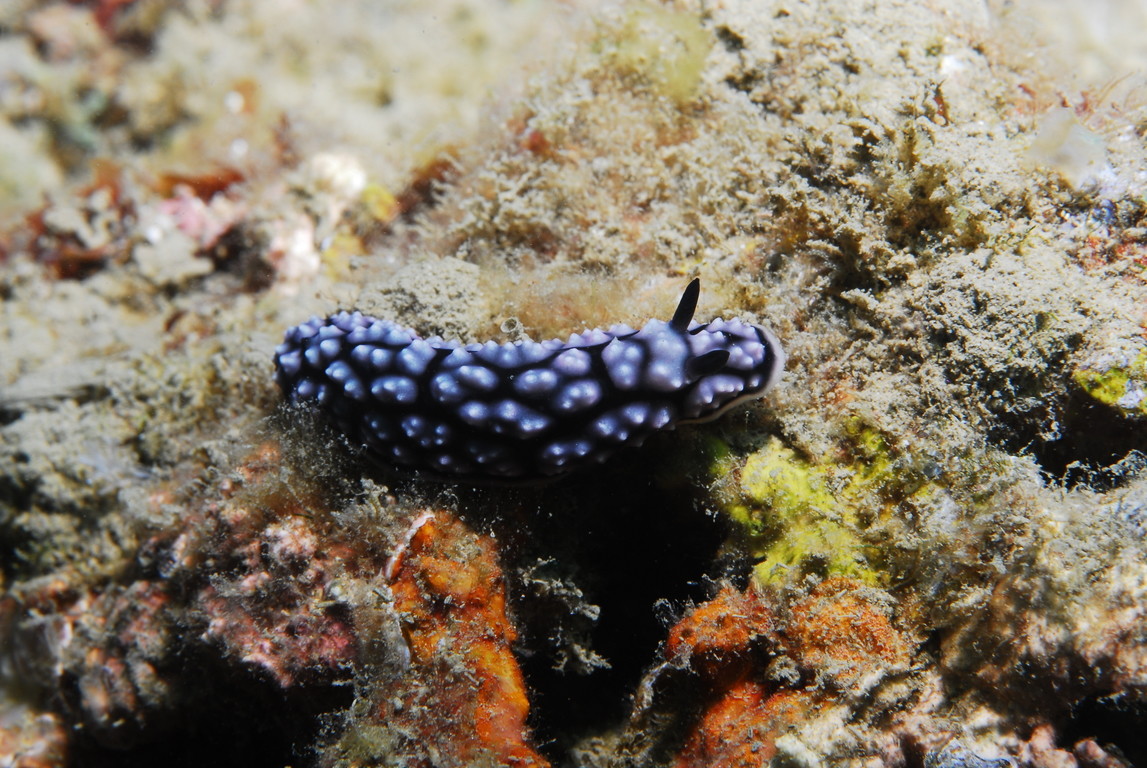 克蘭夫葉海蛞蝓