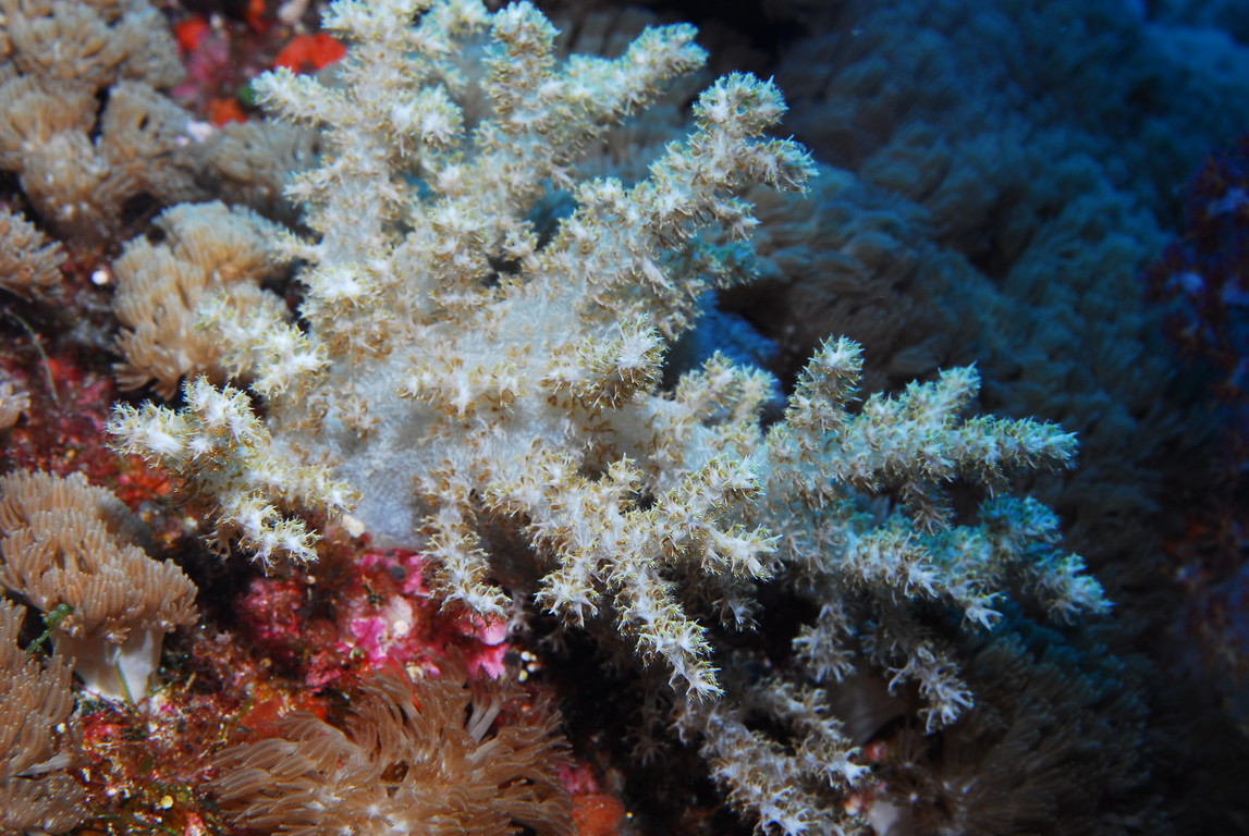 棘穗珊瑚