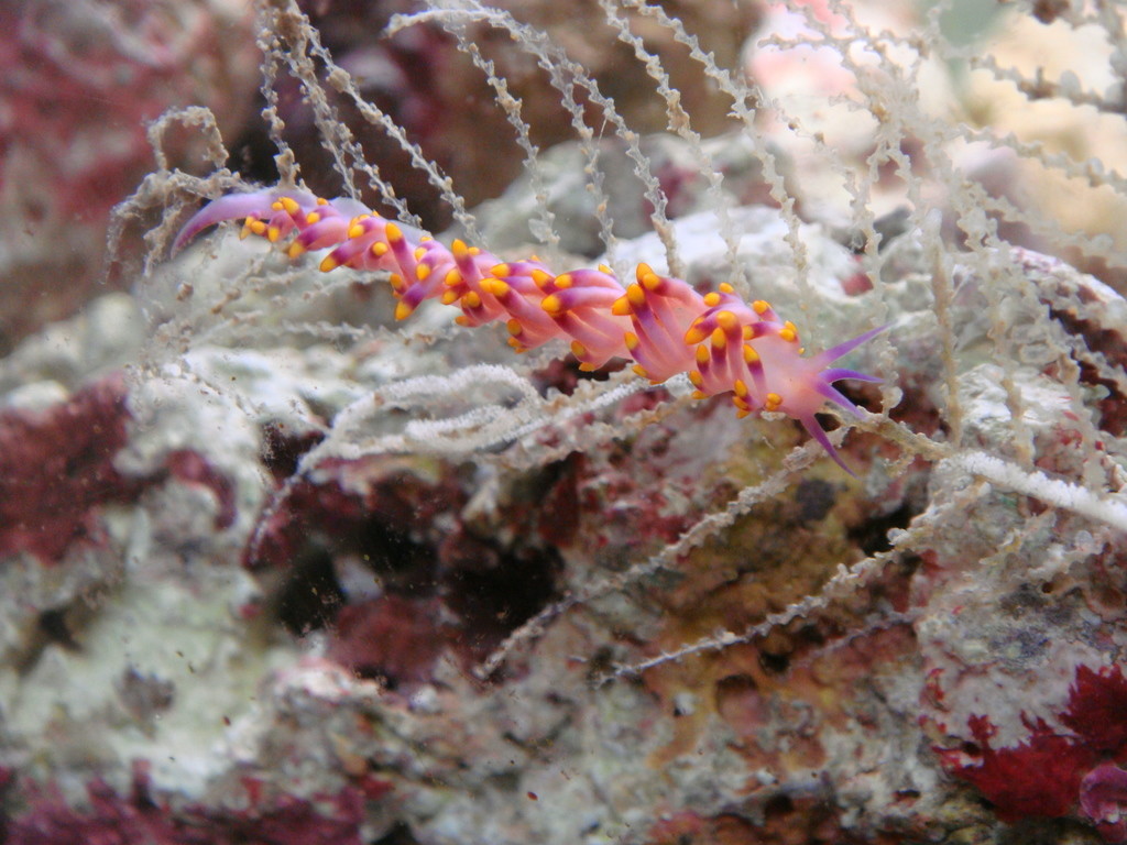 西寶背鰓海蛞蝓