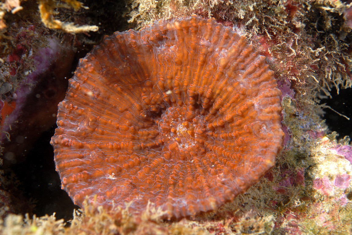 薄刺葉珊瑚
