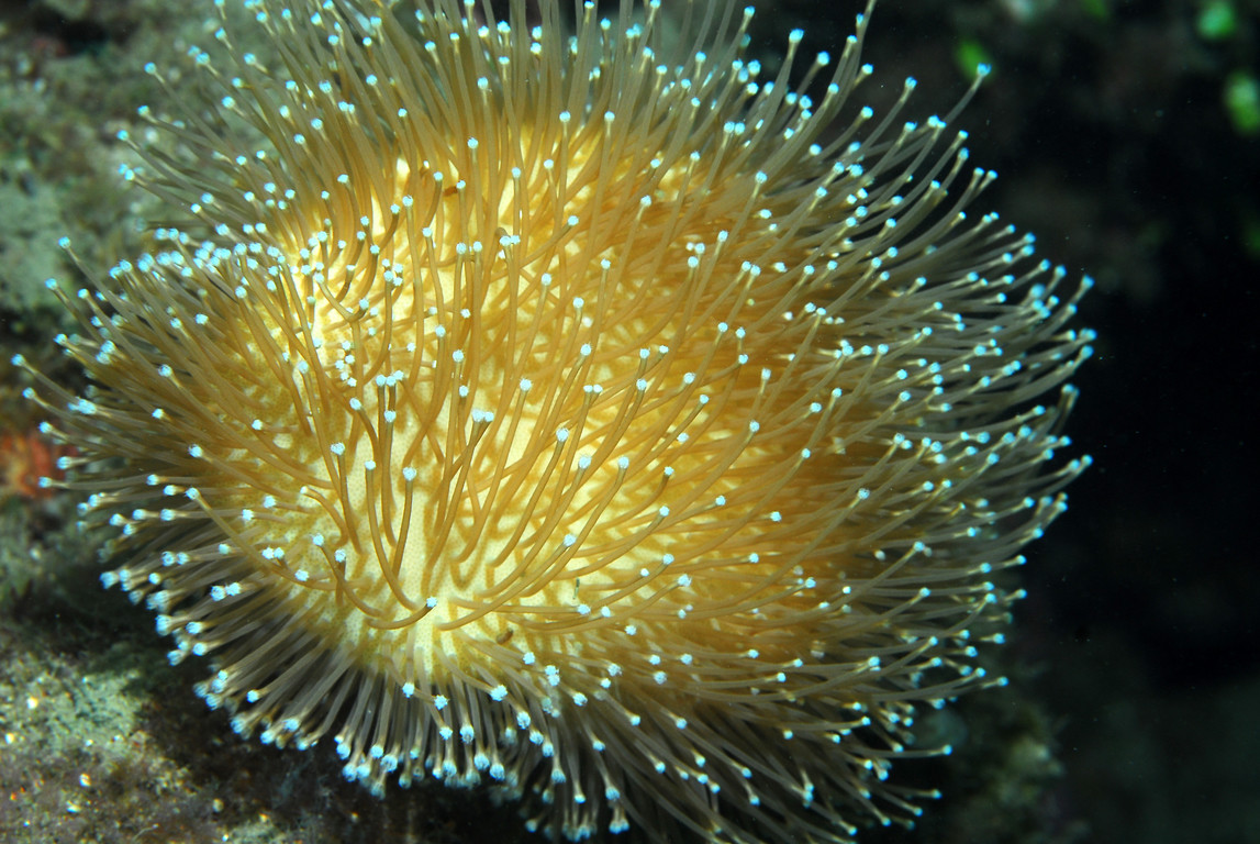 小刺肉質軟珊瑚