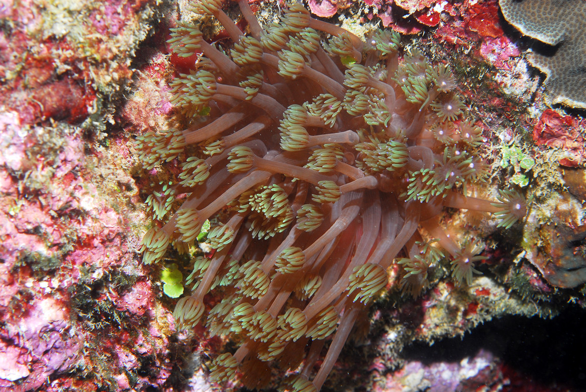 管孔珊瑚