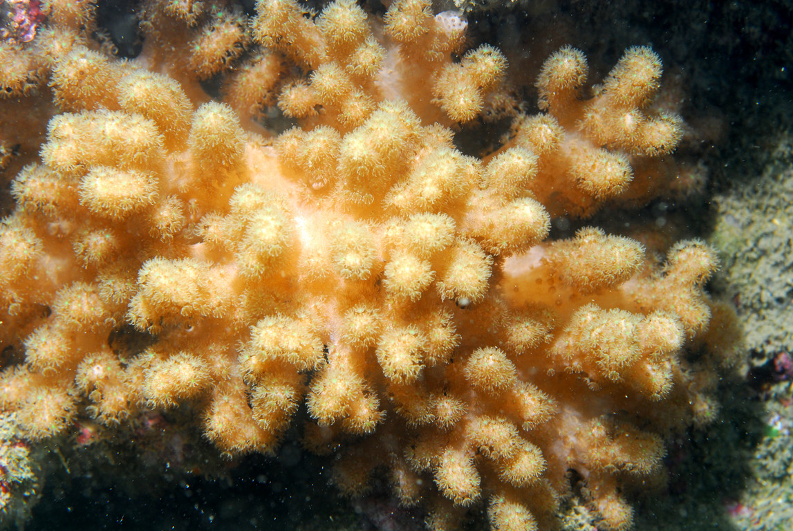 指軟珊瑚