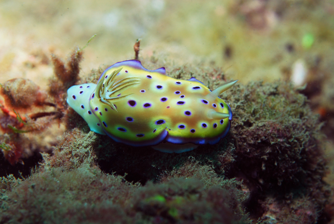 庫尼多彩海蛞蝓