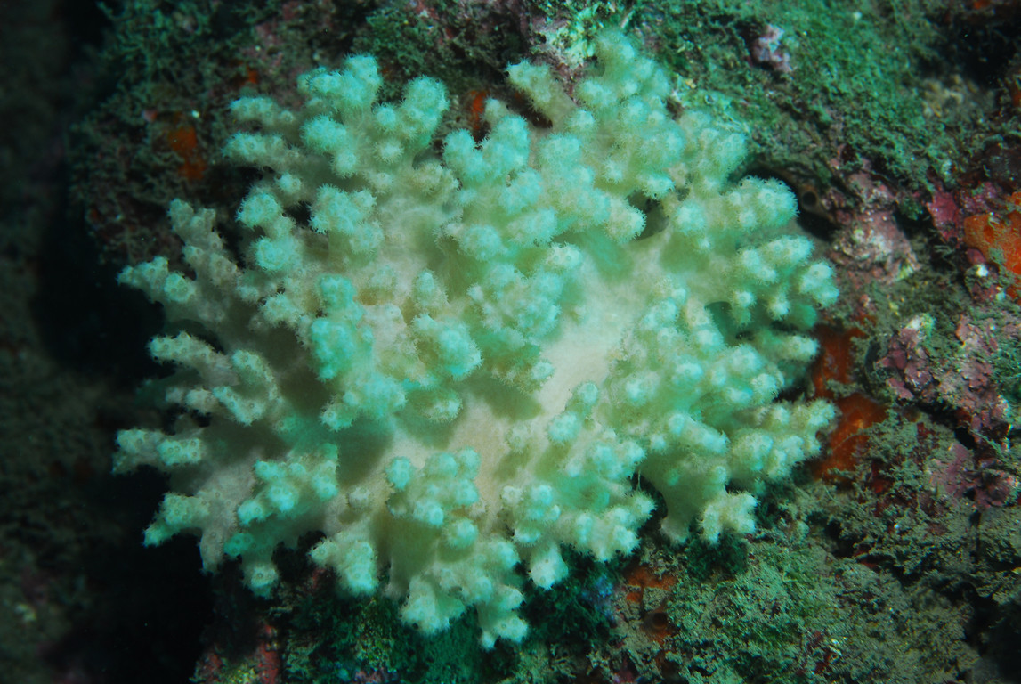 指軟珊瑚