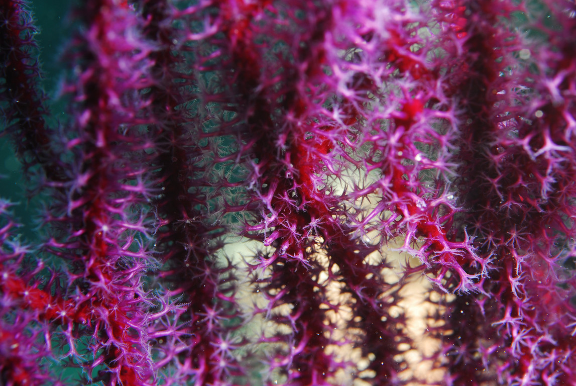 軟柳珊瑚