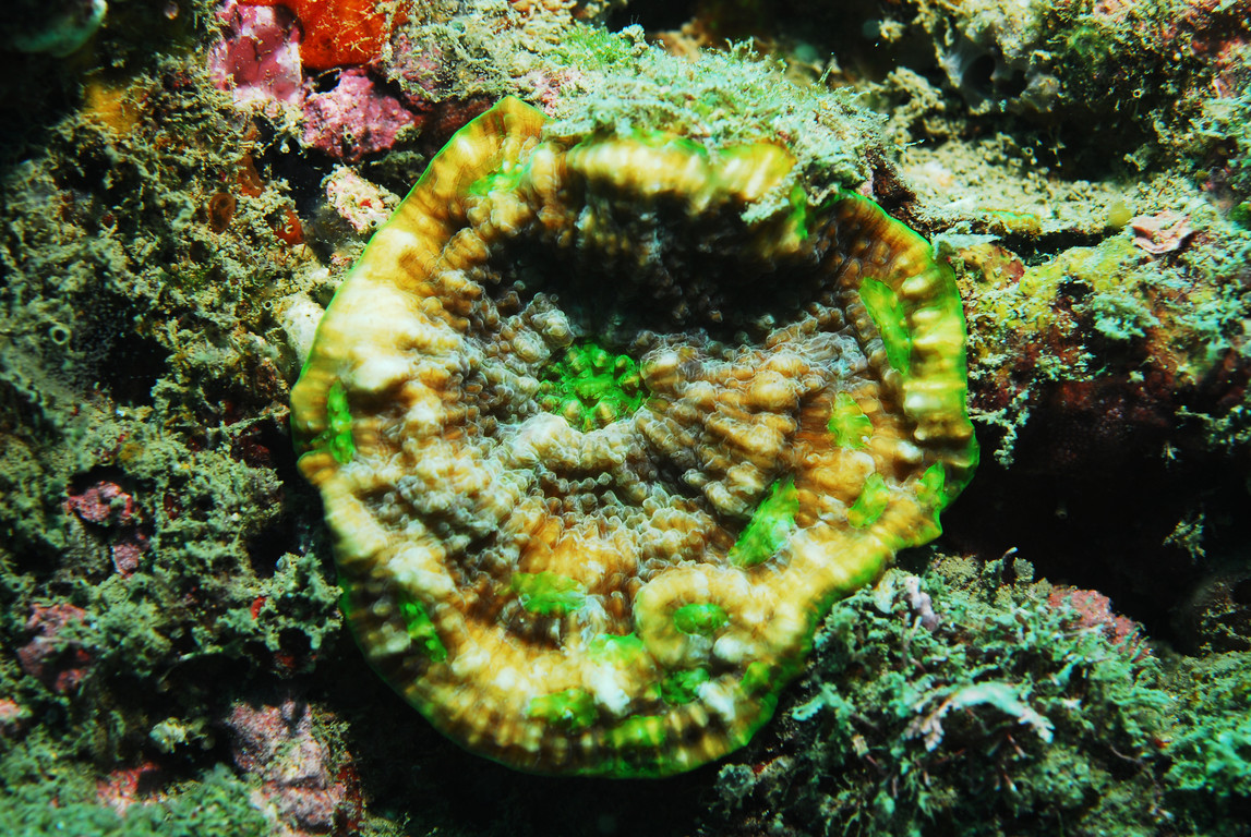 刺葉珊瑚