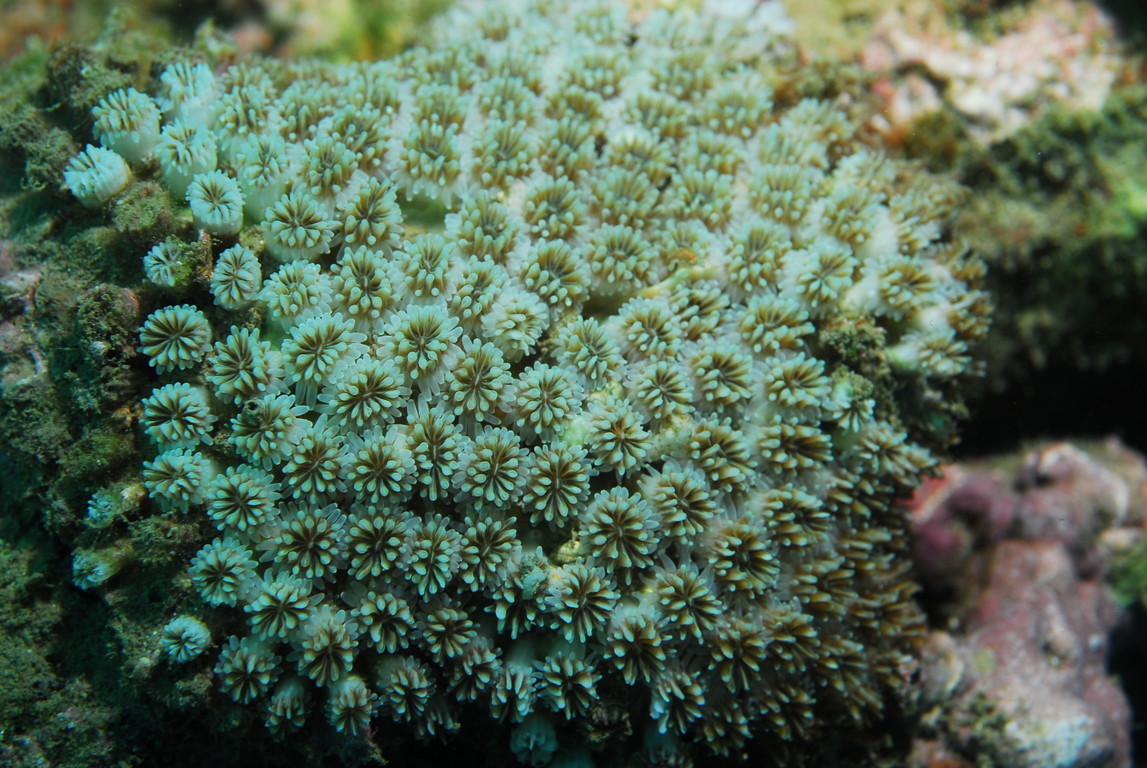 棘杯珊瑚