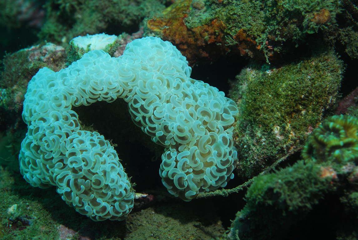 腎形真葉珊瑚