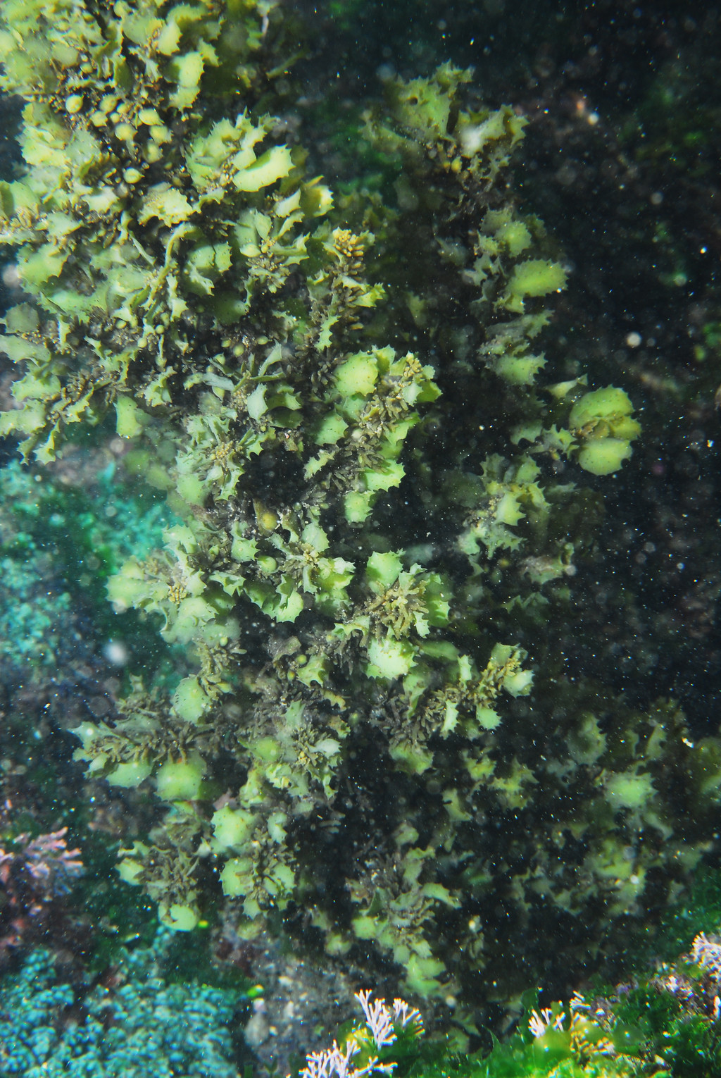 馬尾藻