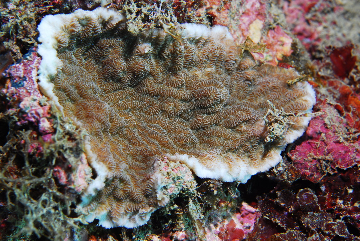 表孔珊瑚