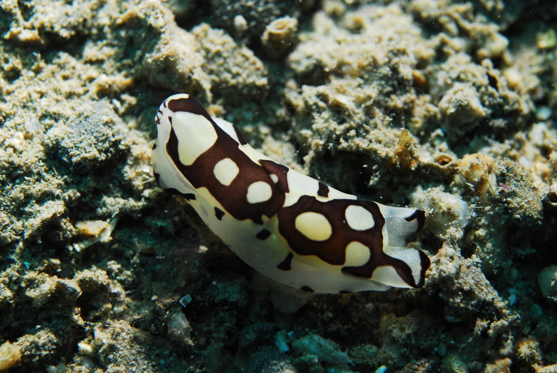 皮爾斯利美麗海蛞蝓