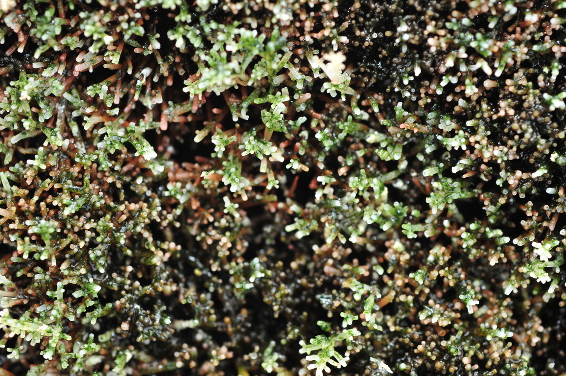 松節藻