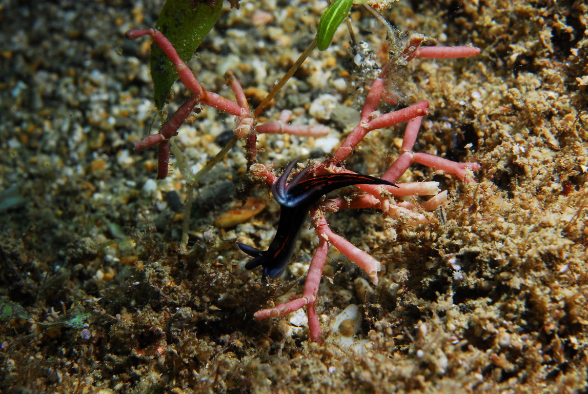 黃紋多角海蛞蝓