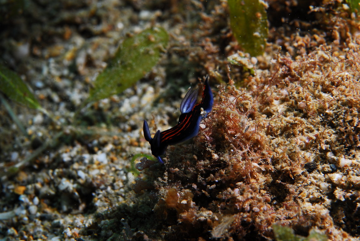 黃紋多角海蛞蝓