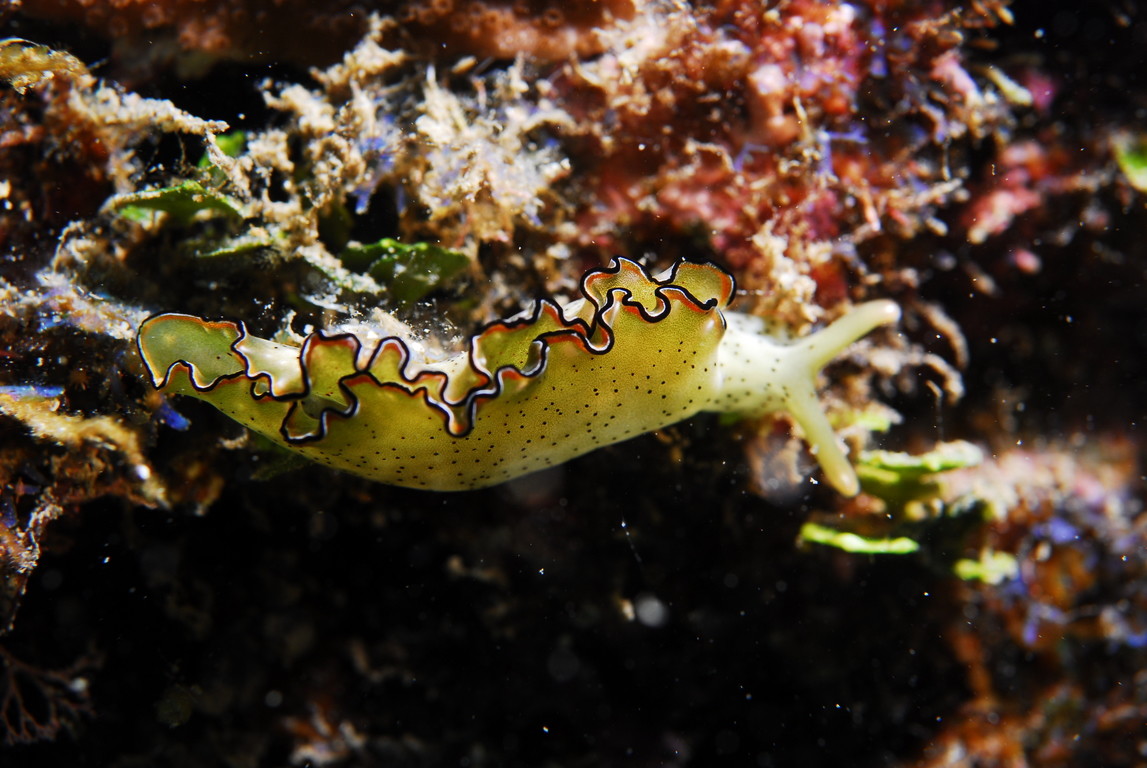 海天牛海蛞蝓