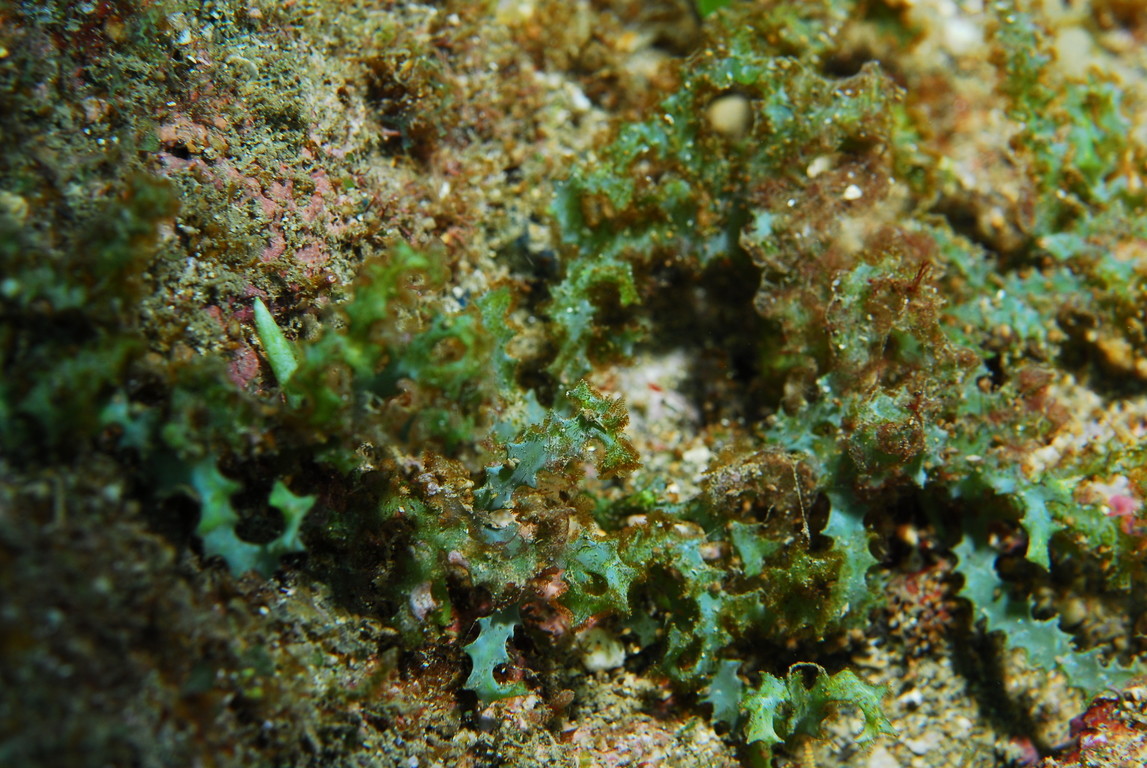 齒形蕨藻