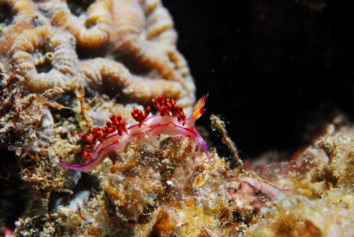 紅紋扇羽海蛞蝓