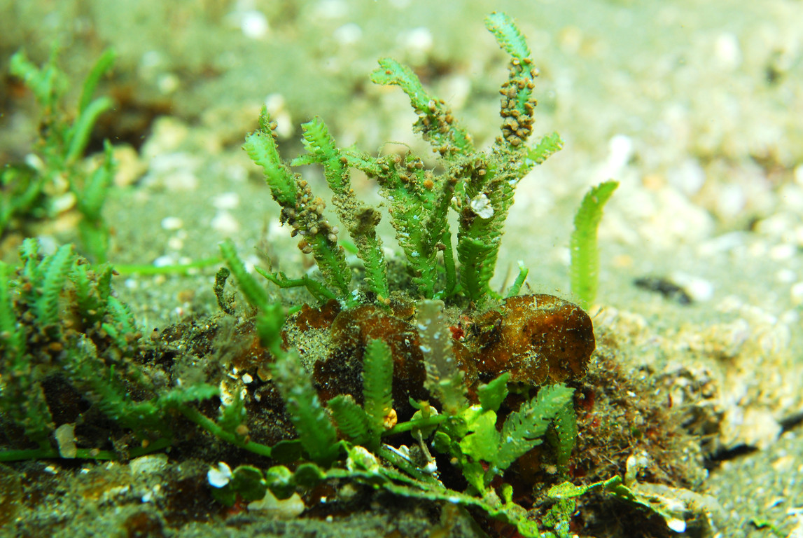 針葉蕨藻