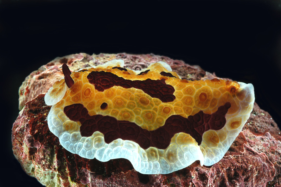 側鰓科海蛞蝓