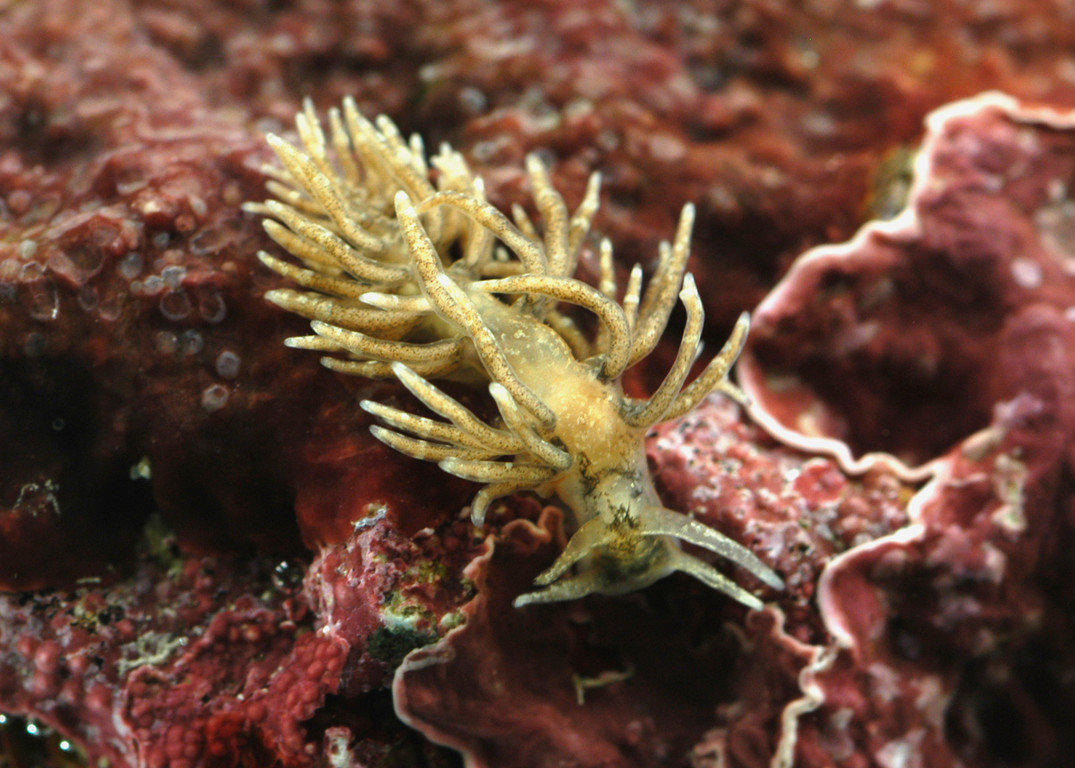 背鰓科海蛞蝓