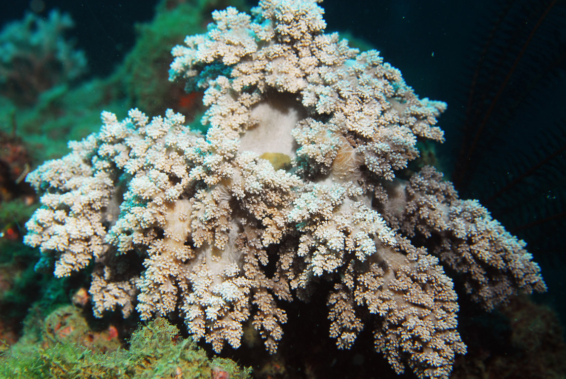 穗軟珊瑚