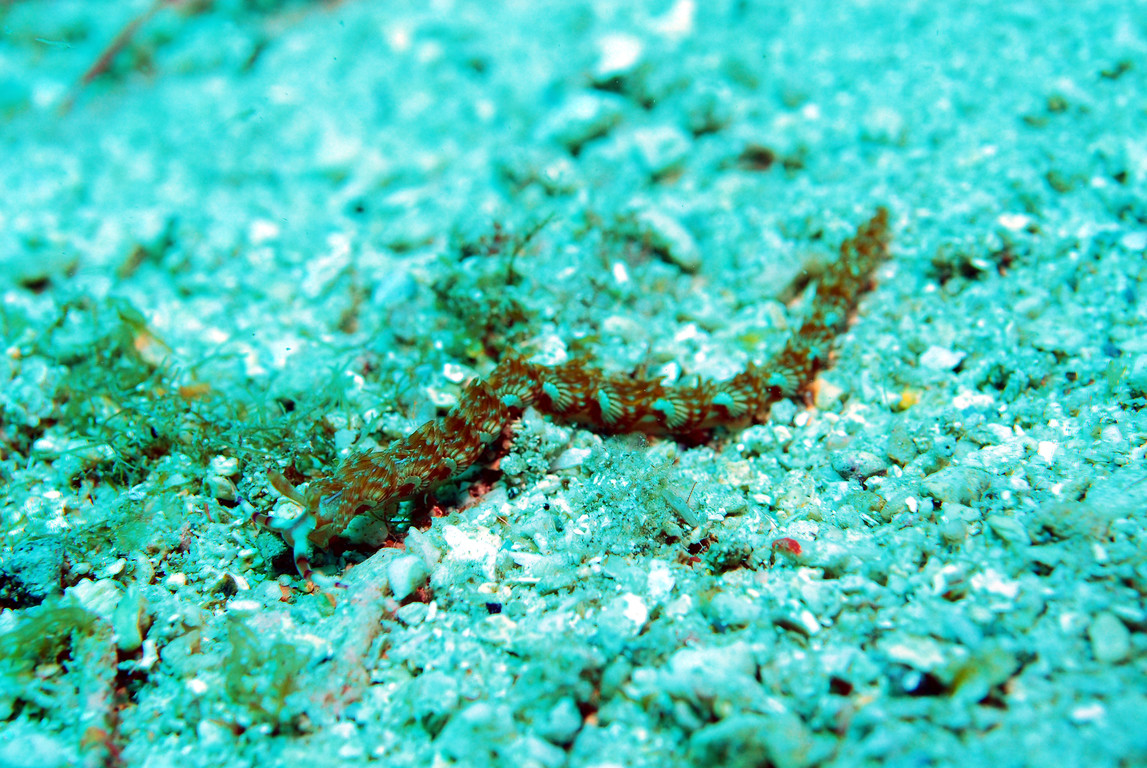 紫灰翼海蛞蝓