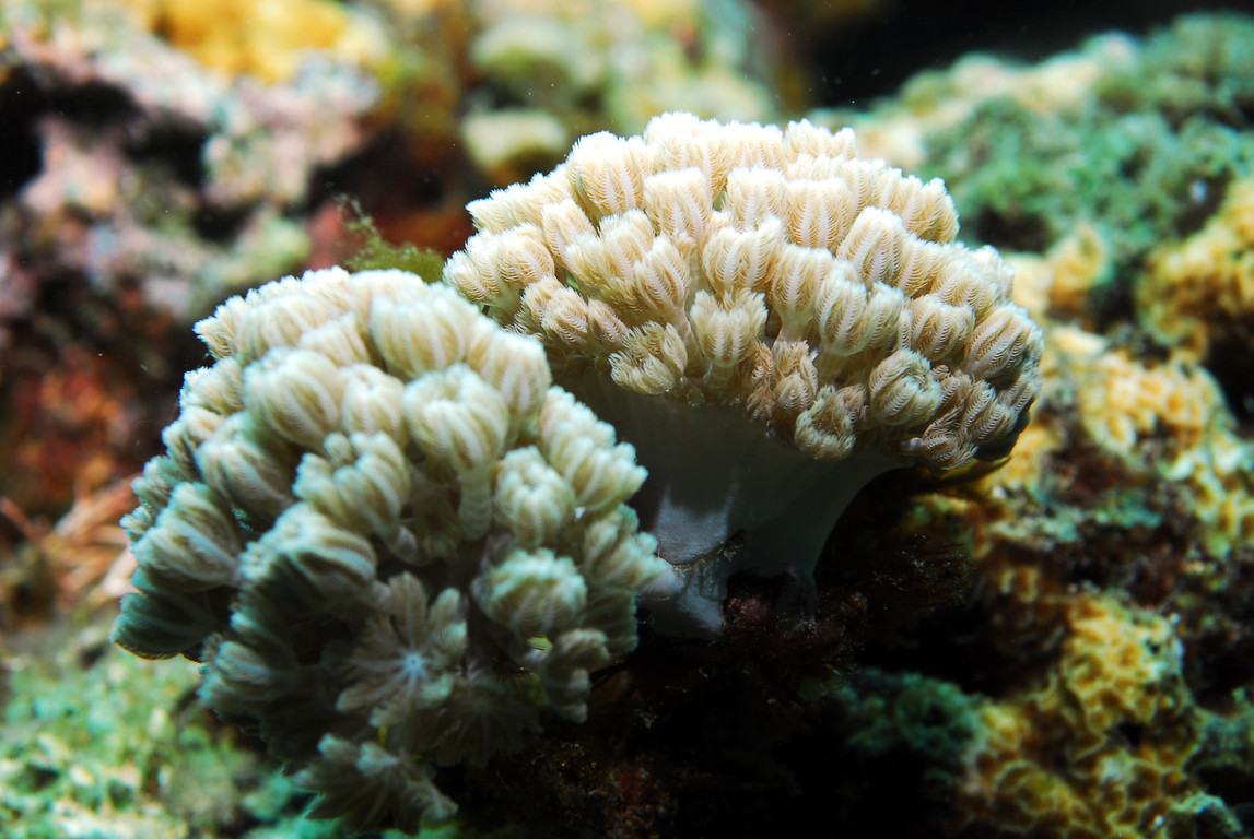 傘軟珊瑚