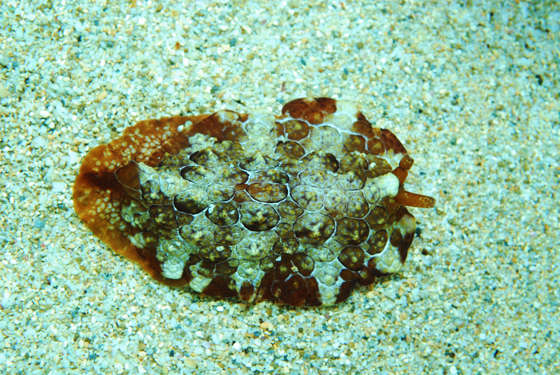 側鰓海蛞蝓