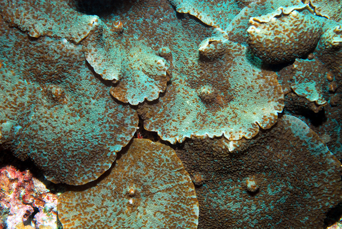 擬珊瑚海葵