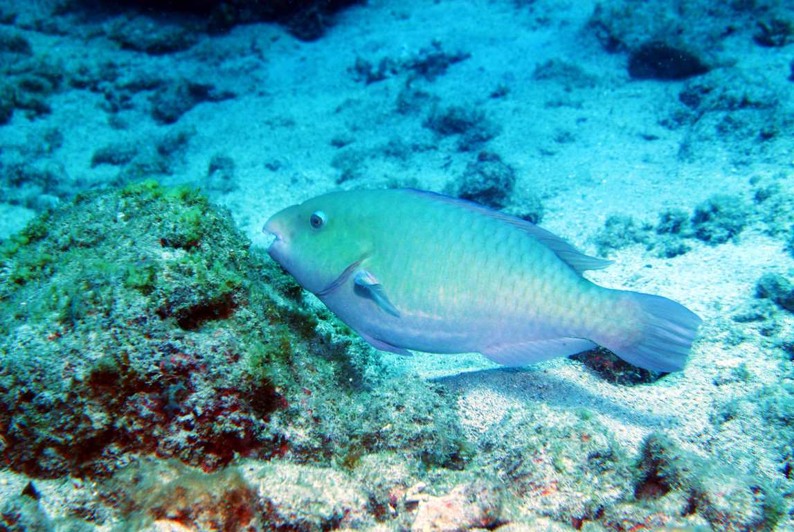雜紋鸚哥魚(雌)